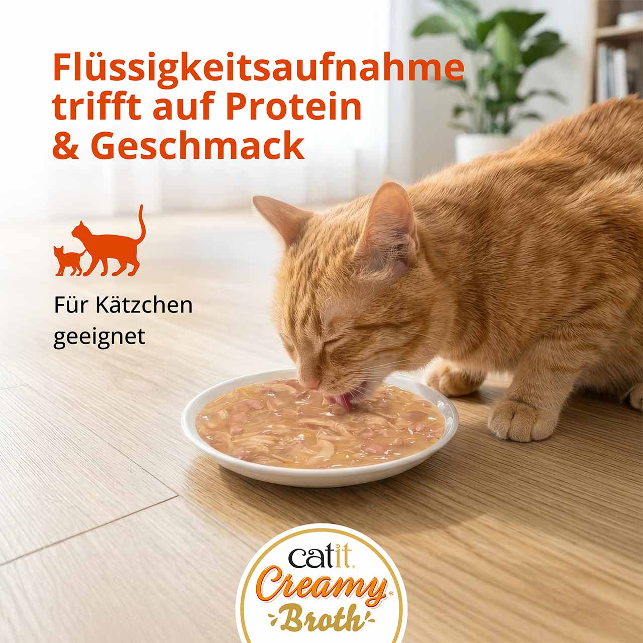 Katze frisst Catit Creamy Broth von einem Teller auf einem Holzboden