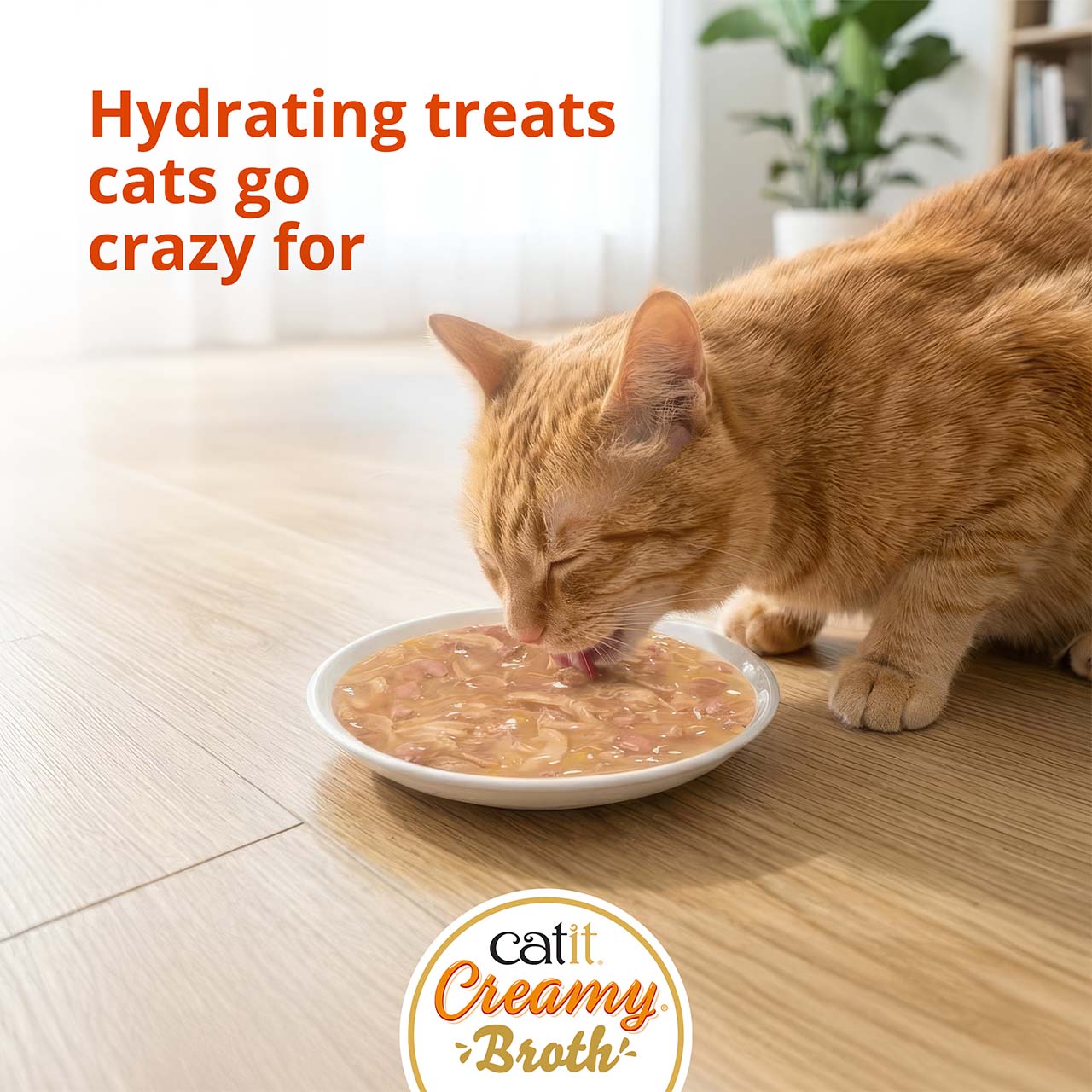 Cat eating Creamy Broth from plate on wooden floor