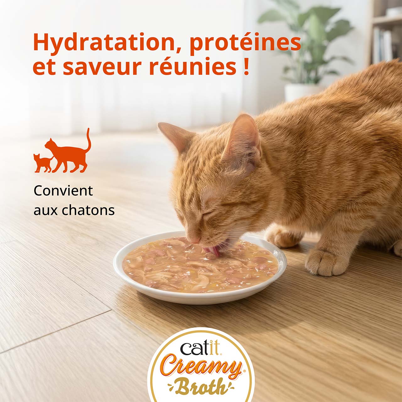 Chat mangeant une friandise Catit Creamy Broth dans une assiette posée sur un sol en bois