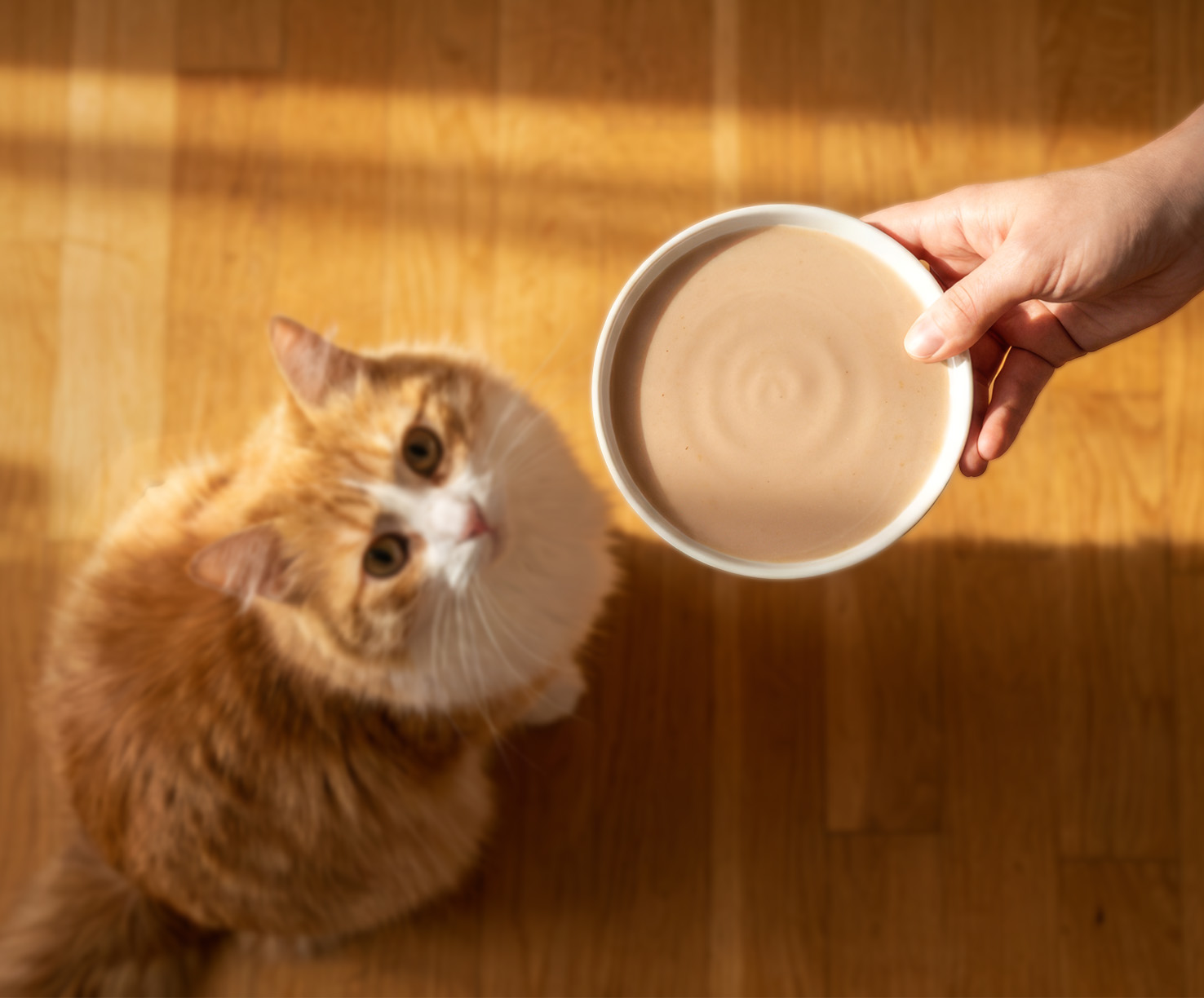 A person holds a bowl of creamy cat treat toward an orange cat looking up from a wooden floor