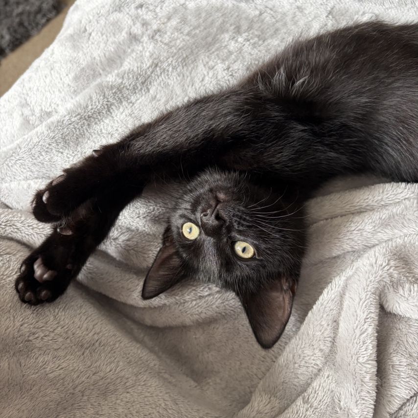 gato llamado Keith