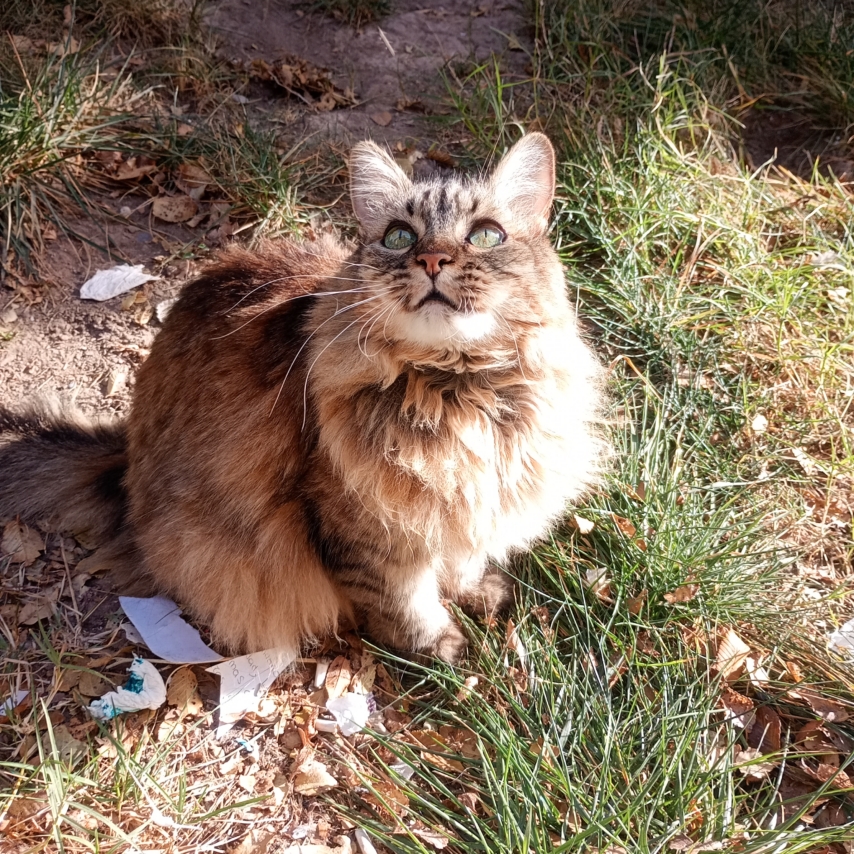 chat nommé Nena