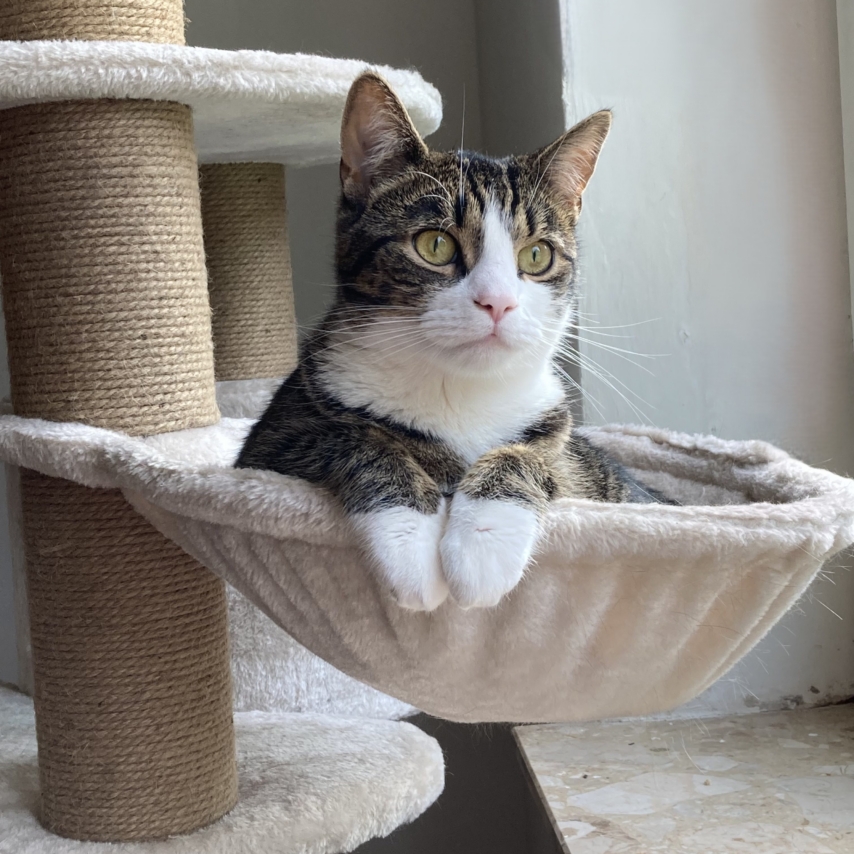chat nommé Aiko