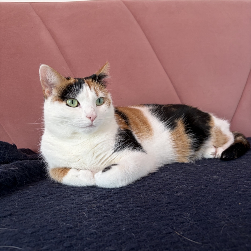 chat nommé Lyra