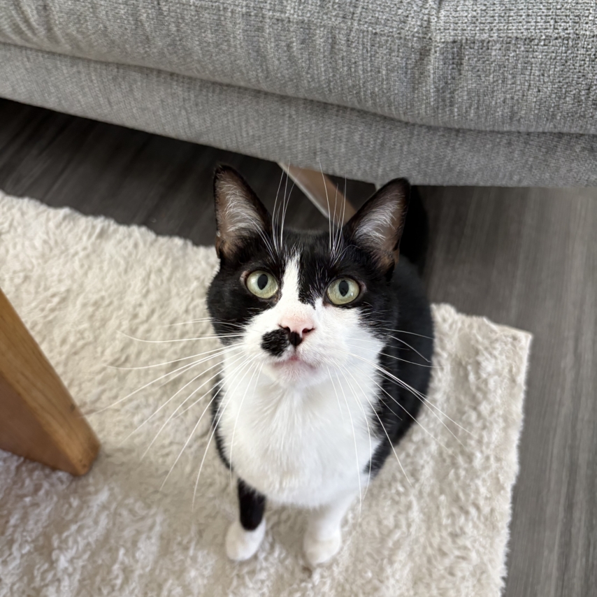 chat nommé Charly
