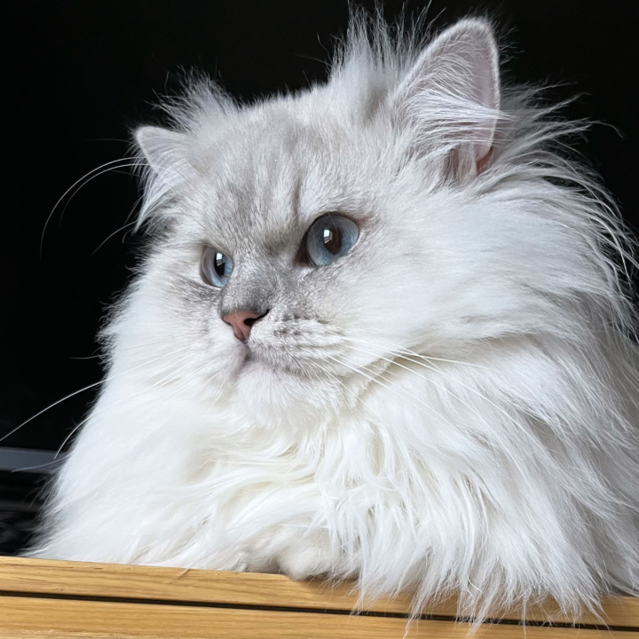 chat nommé Rio