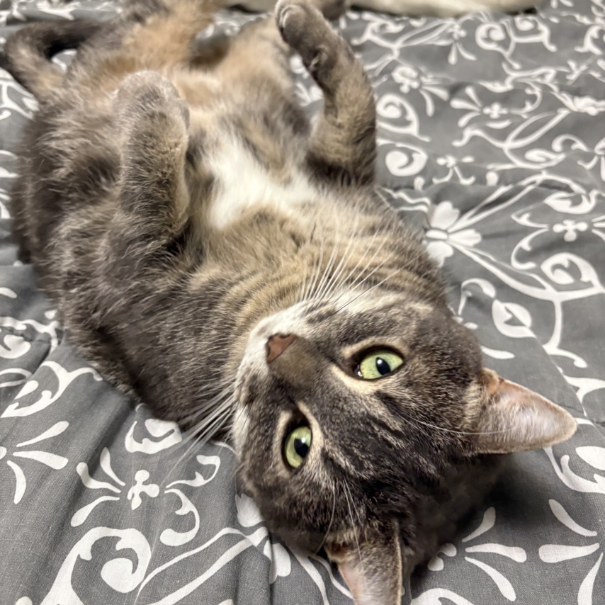 chat nommé KitKat