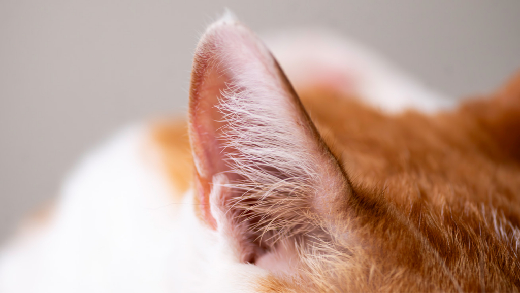Un primer plano de la oreja de un gato naranja.