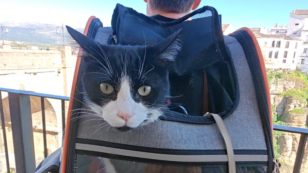 Oreo sentado en una mochila con la cabeza asomando.