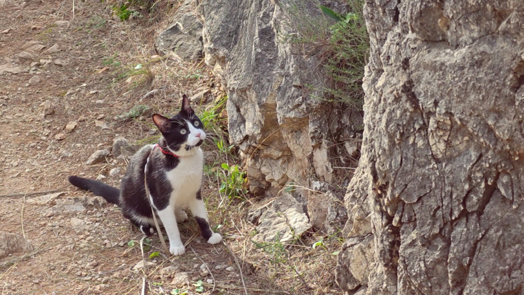 Oreo de excursión, mirando una roca.