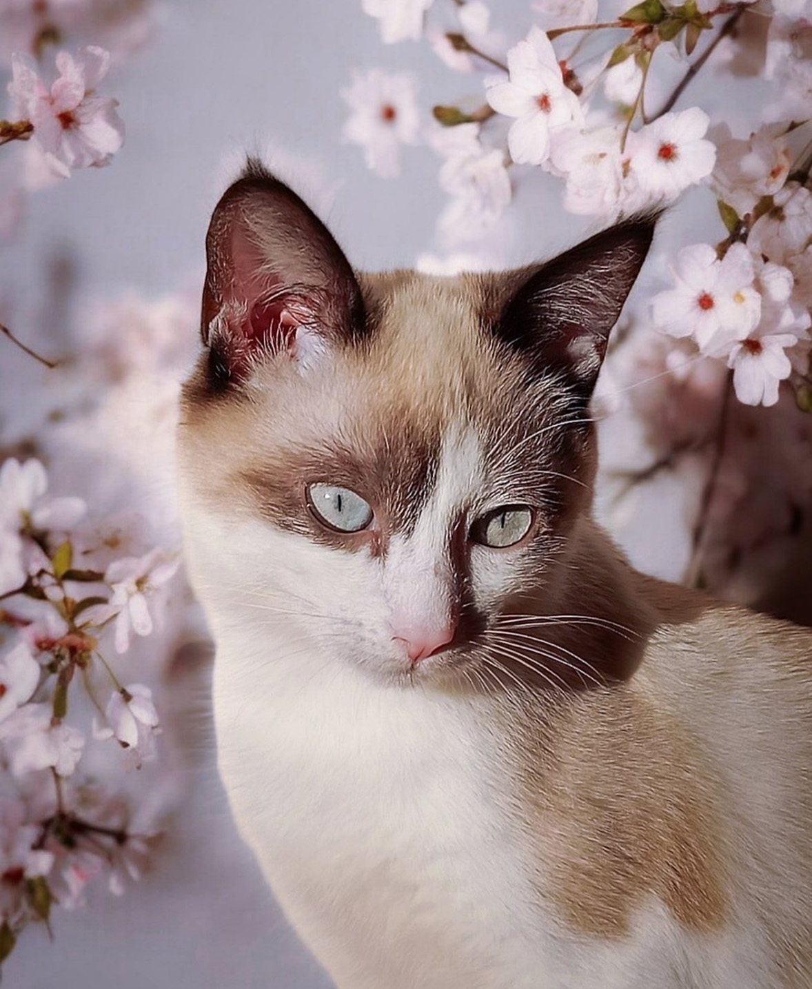 Ein Porträt von Simfonietta, einer weiß-braunen Katze, mit Kirschblüten im Hintergrund