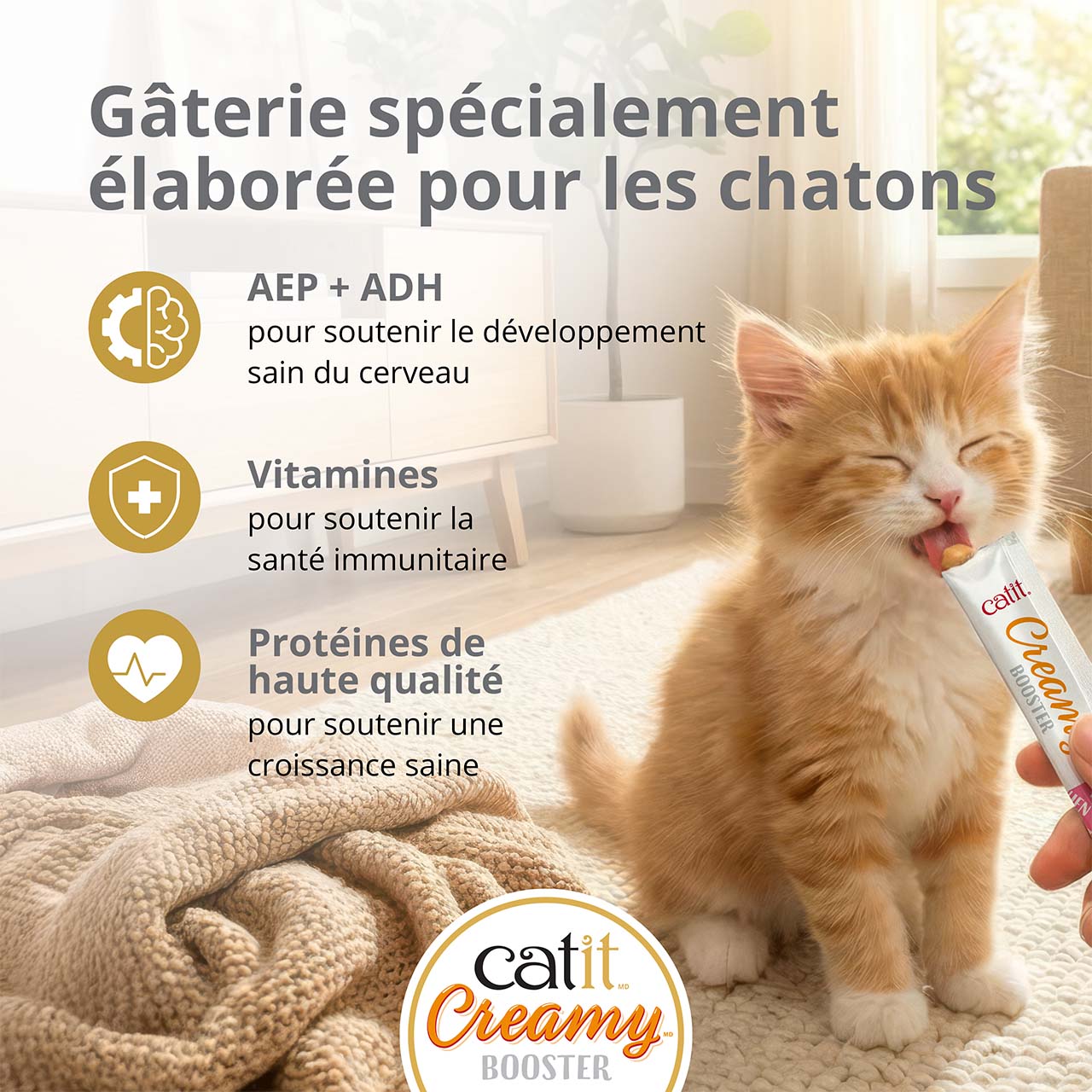 Gâterie spécialement conçue pour les chatons : petit chaton mangeant une gâterie Catit Creamy Booster pour chatons sur le tapis d’un salon