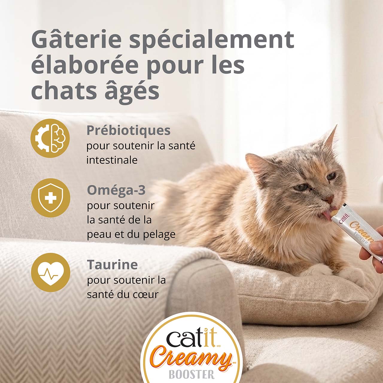 Gâterie spécialement conçue pour les chatons : petit chaton mangeant une gâterie Catit Creamy Booster pour chatons sur le tapis d’un salon