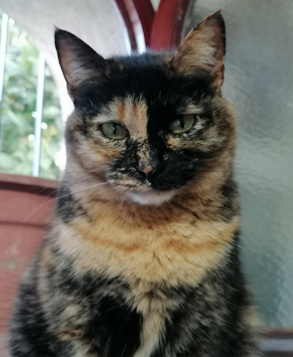 Ein Porträt von Theda, einer Schildpattkatze
