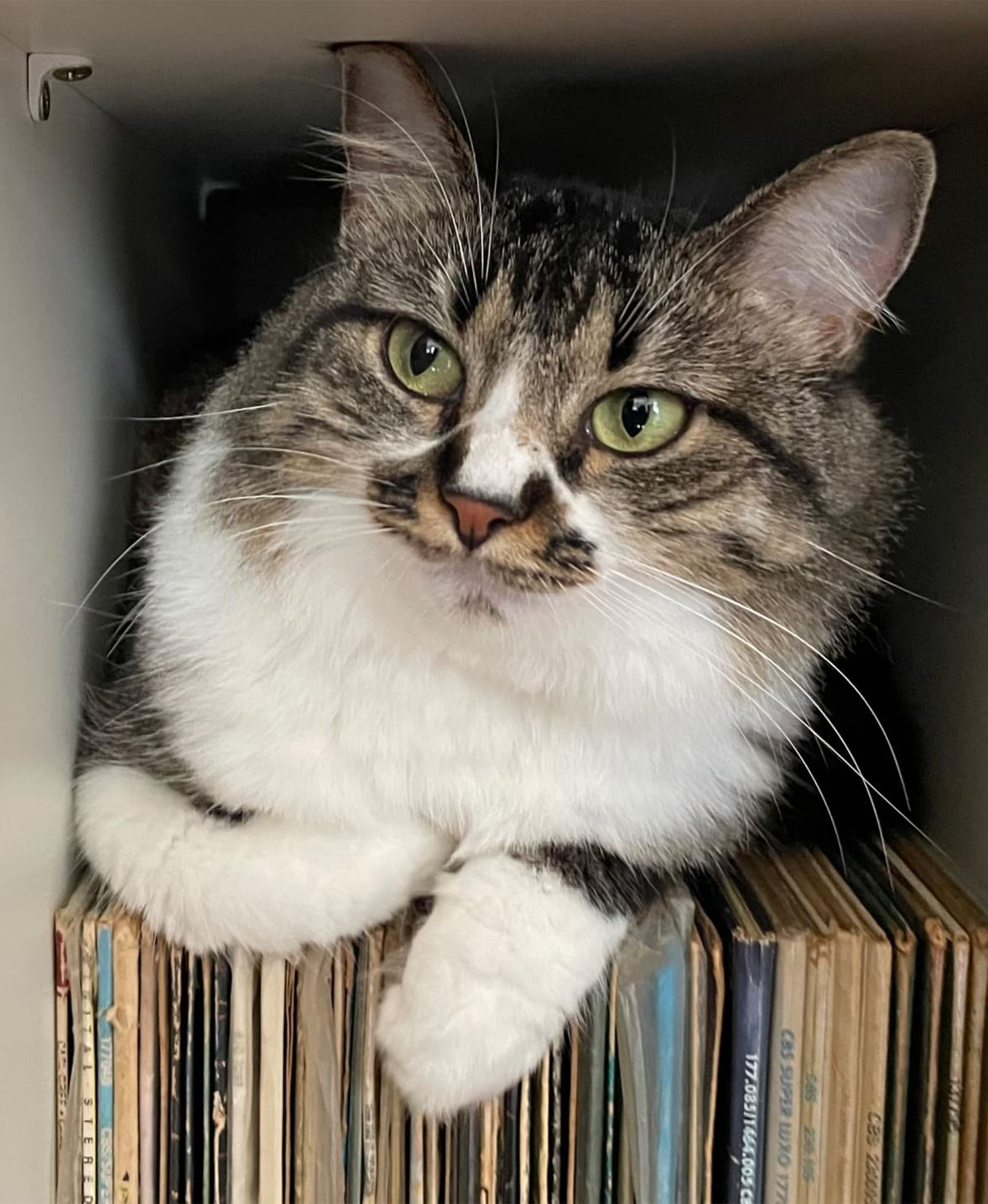 Noor liegt in einem Schrank auf Schallplatten.