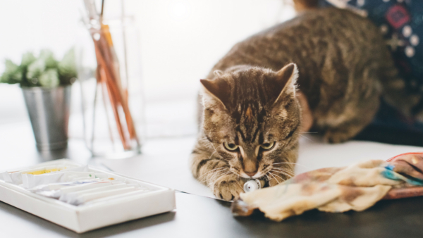 A cat on a desk playing with a tube of paint
