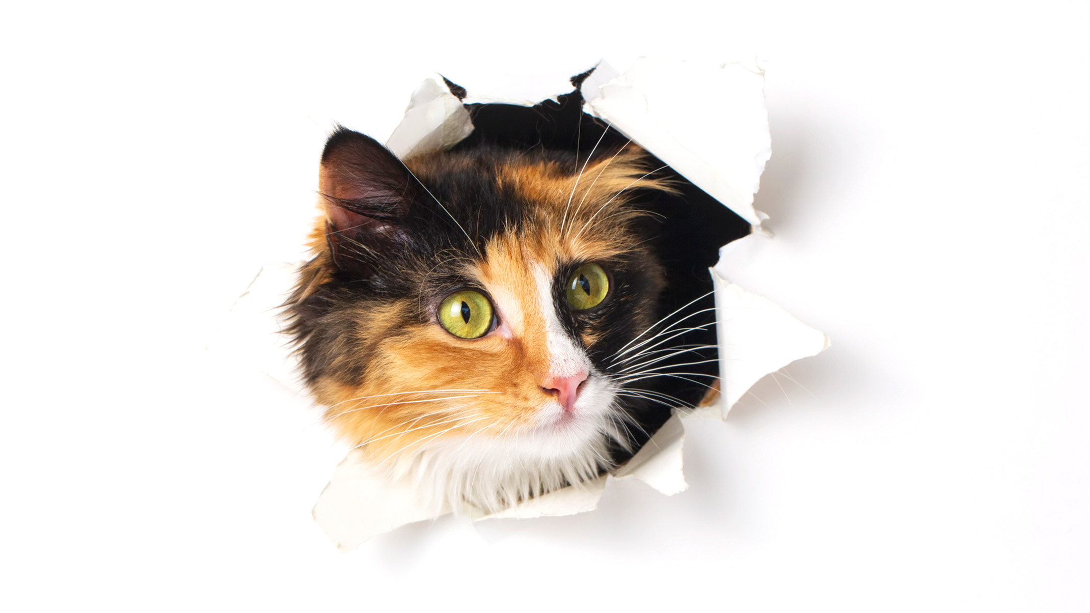 A calico cat sticking its head through a hole in a white background