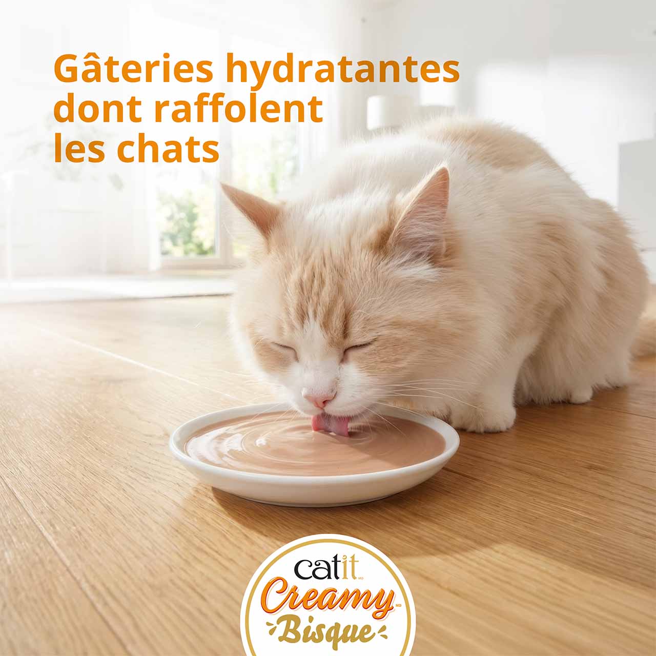 Chat léchant de la bisque Catit Creamy dans une assiette sur un plancher de bois. With text: Des gâteries hydratantes dont les chats raffolent